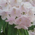 Rhododendron kalmia (2)